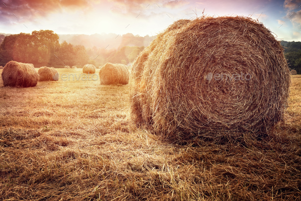 Hay bales in golden field at sunset